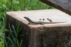 Trachylepis perrotetii