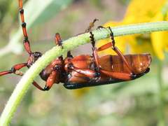 Stenaspis verticalis insignis