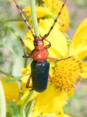 Stenaspis verticalis insignis