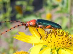 Stenaspis verticalis insignis