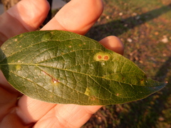 Pachypsylla celtidisvesicula