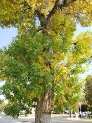Fraxinus pennsylvanica