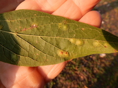 Pachypsylla celtidisvesicula