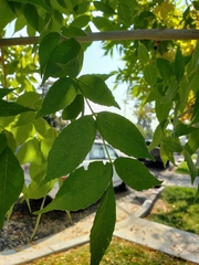 Fraxinus pennsylvanica