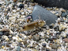 Megalorchestia pugettensis