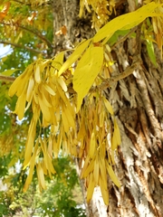 Fraxinus pennsylvanica