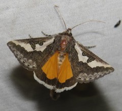 Euscirrhopterus gloveri