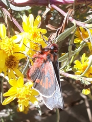 Metardaris cosinga