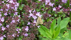 Pyrausta aerealis