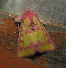 Psectrotarsia suavis