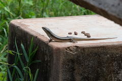 Trachylepis perrotetii