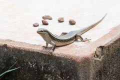 Trachylepis perrotetii