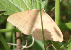 Rhodostrophia calabra