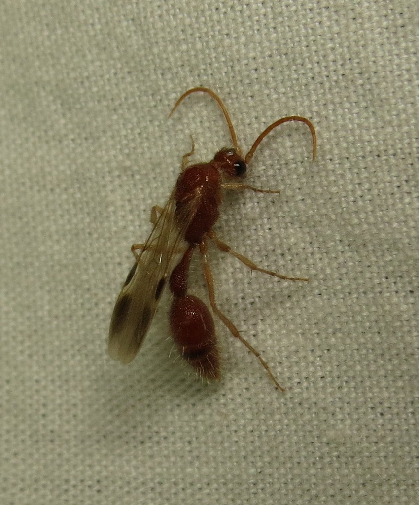Chyphotid Wasps