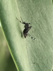 Stegomyia
