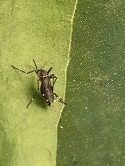 Stegomyia