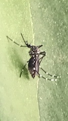 Stegomyia