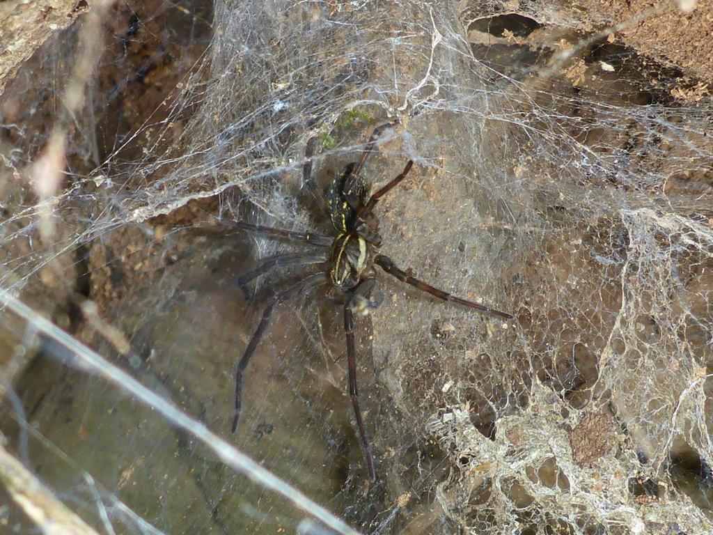 Tengella perfuga