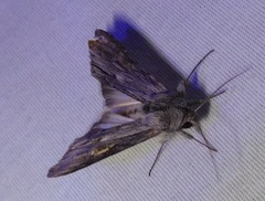Cucullia laetifica