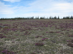 Rhododendron lapponicum