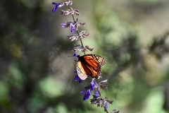 Danaus plexippus