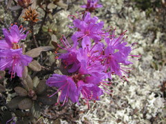 Rhododendron lapponicum