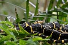 Boiga melanota