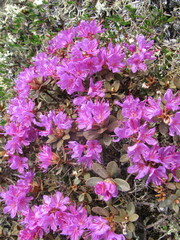 Rhododendron lapponicum