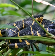Boiga melanota