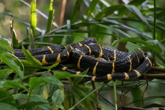 Boiga melanota