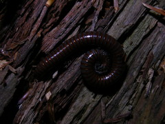 Pachyiulus hungaricus