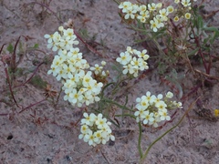 Manulea corymbosa