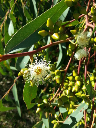 Desert Gum (LA Urban Forest Program) · iNaturalist