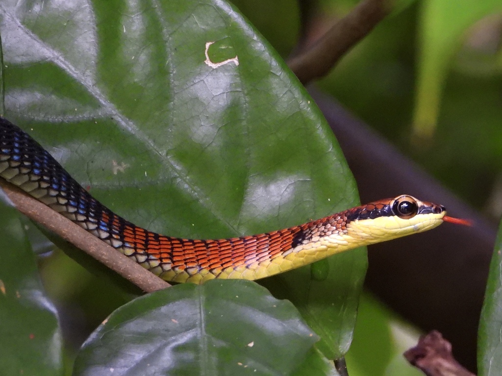 Kopstein's Bronzeback Snake