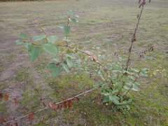 Populus maximowiczii × populus trichocarpa
