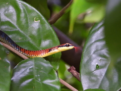 Dendrelaphis kopsteini