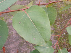 Populus maximowiczii × populus trichocarpa