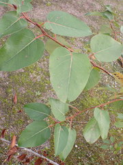 Populus maximowiczii × populus trichocarpa