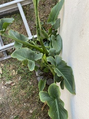 Zantedeschia