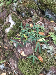 Trifolium virginicum