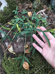 Trifolium virginicum