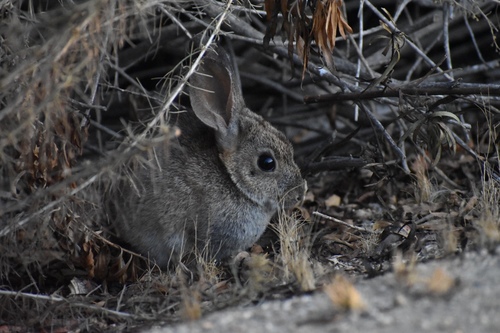 iNaturalist observation photo of Brush Rabbit