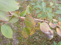 Populus maximowiczii × populus trichocarpa