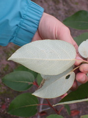 Populus maximowiczii × populus trichocarpa