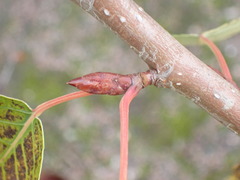 Populus maximowiczii × populus trichocarpa