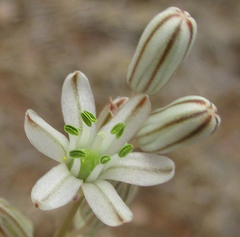 Drimia sanguinea image