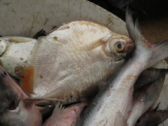 Mylossoma