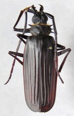 Derobrachus sulcicornis