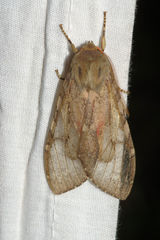 Pseudohemihyalea labecula