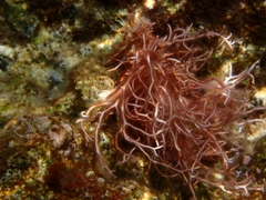 Liagora ceranoides